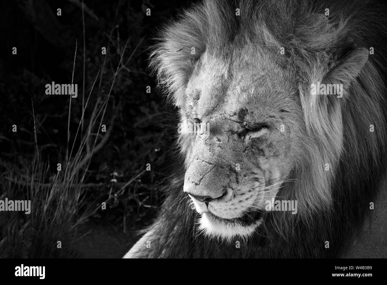 Alte männliche Löwe mit Narben in Schwarz und Weiß Stockfoto