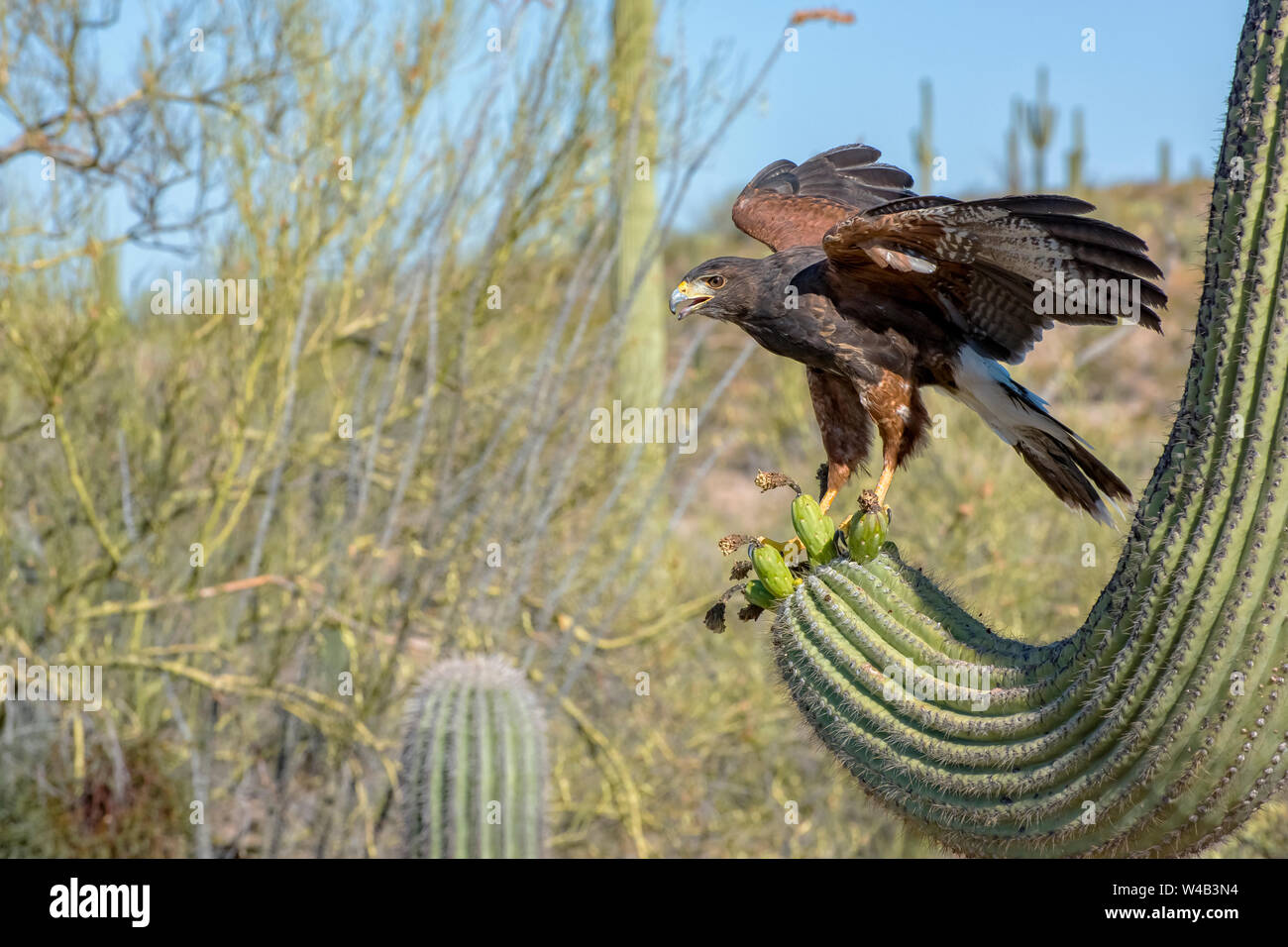 Kinder Harris Hawk's Landung auf einer Saguaro mit Flügel Stockfoto