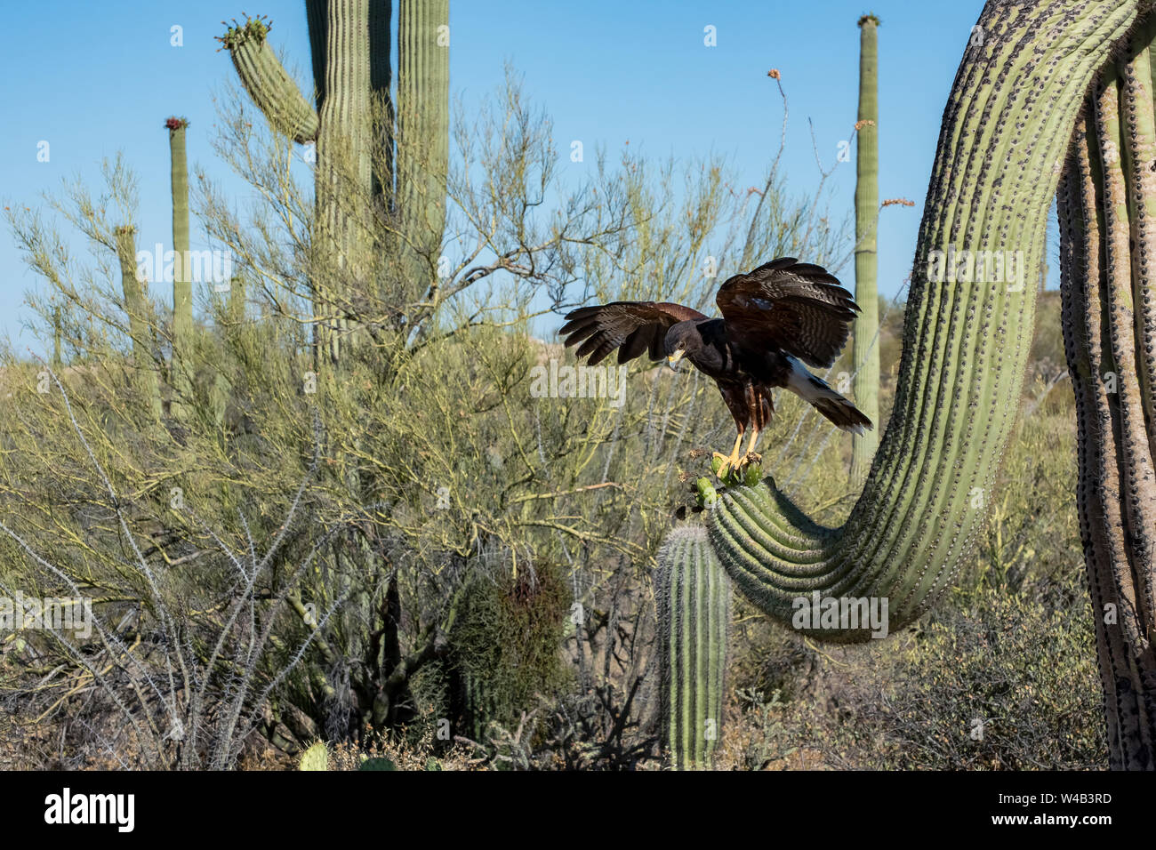 Kinder Harris Hawk's Landung auf einer Saguaro mit Flügel Stockfoto