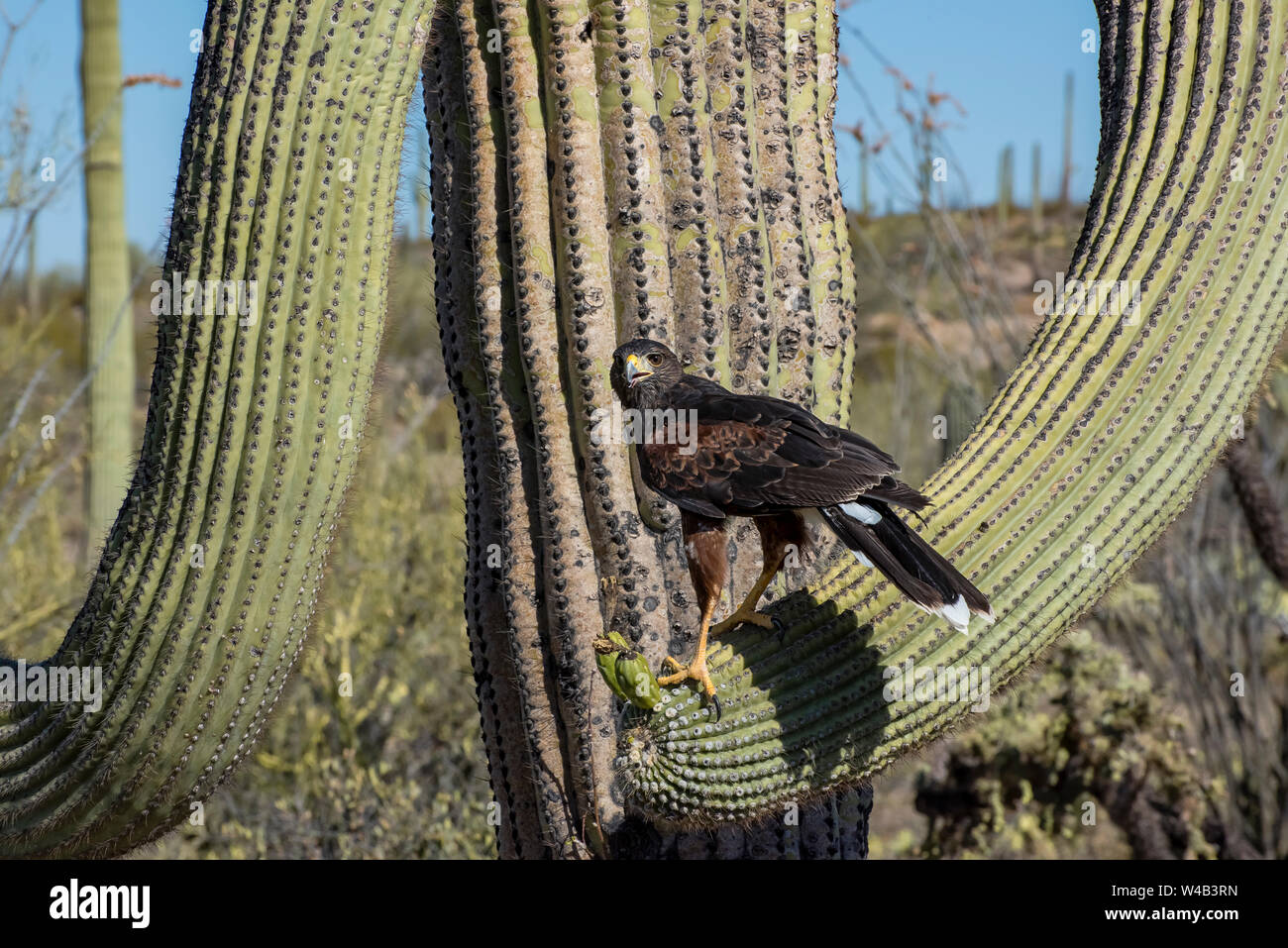 Kinder Harris Hawk in der Umarmung eines Saguaro Kaktus Stockfoto