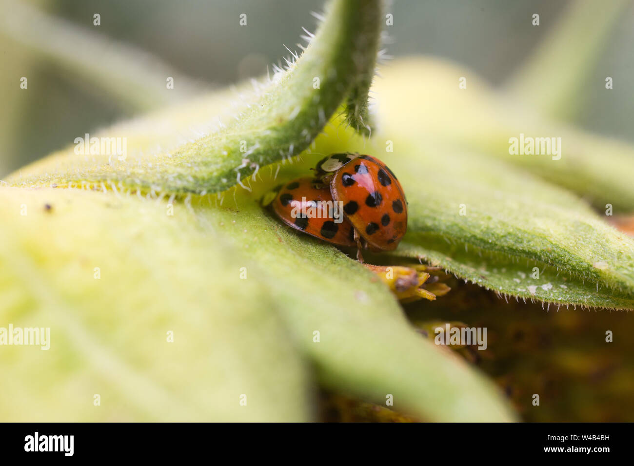 Marienkäfer Stockfoto