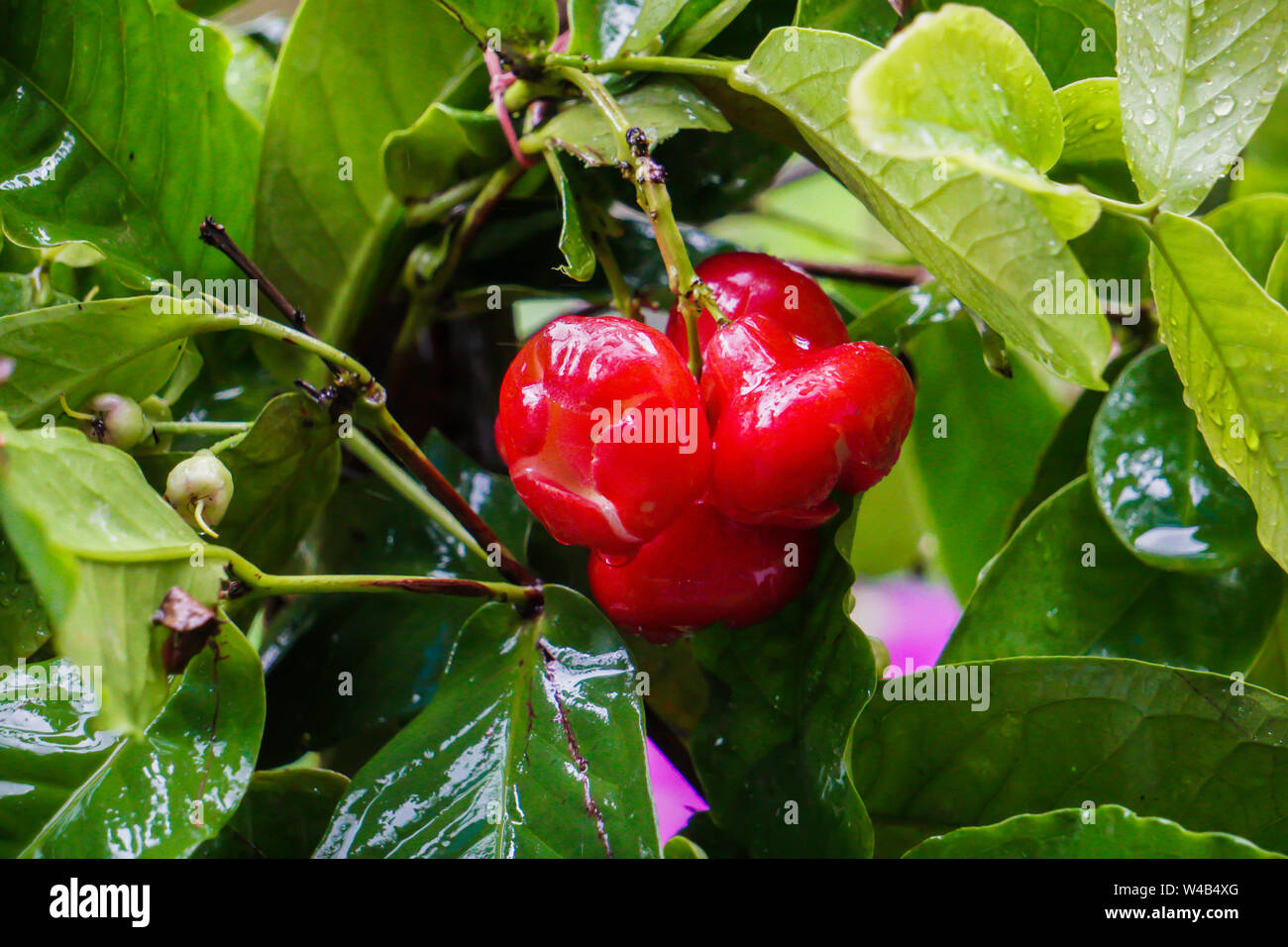 Wasser APPLE HYBRID ROT (VEREDELT) - OBST PFLANZEN & Baum. Red Water Apple Tree, Rose Apple Tree, Jamrul Obst Pflanze Stockfoto