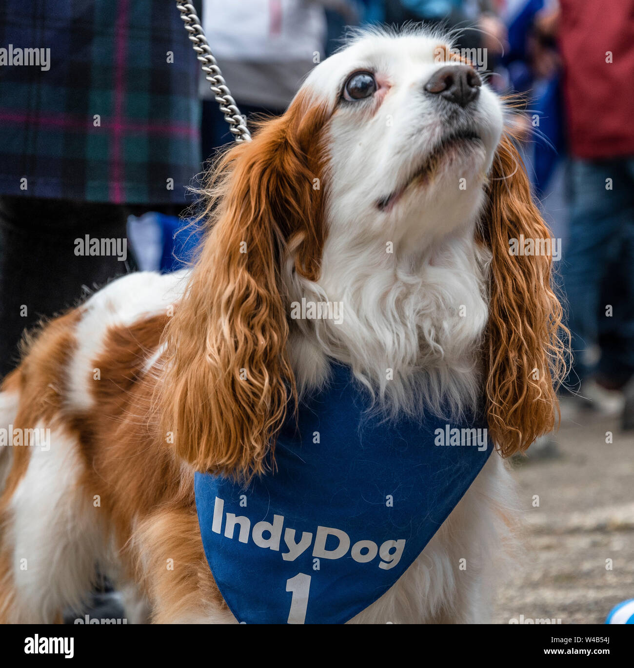 Oban, alle unter einem Banner Unabhängigkeit März - 2019 Stockfoto