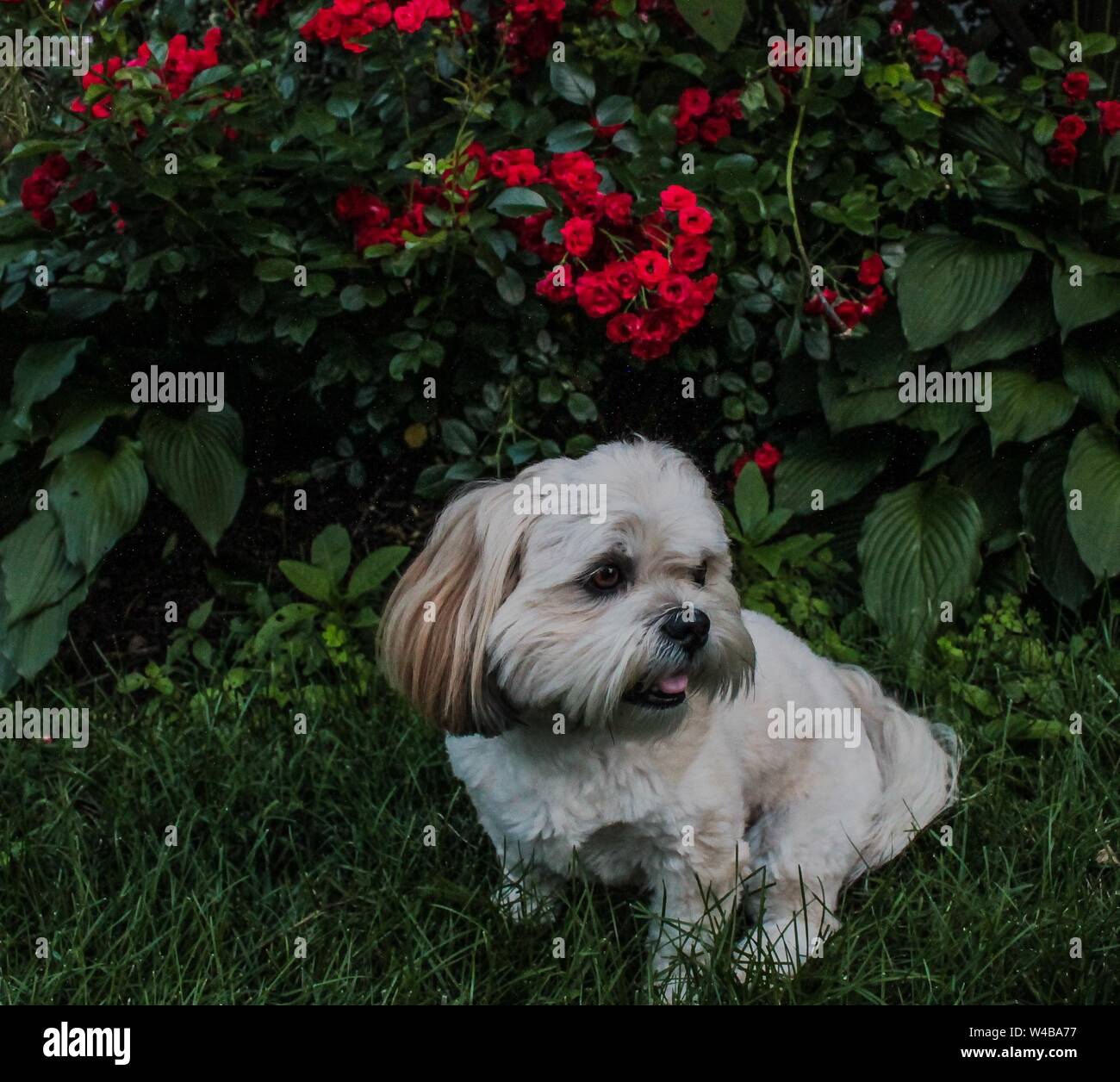 Lhasa Apso sitzt vor einem Rosenbusch Stockfoto