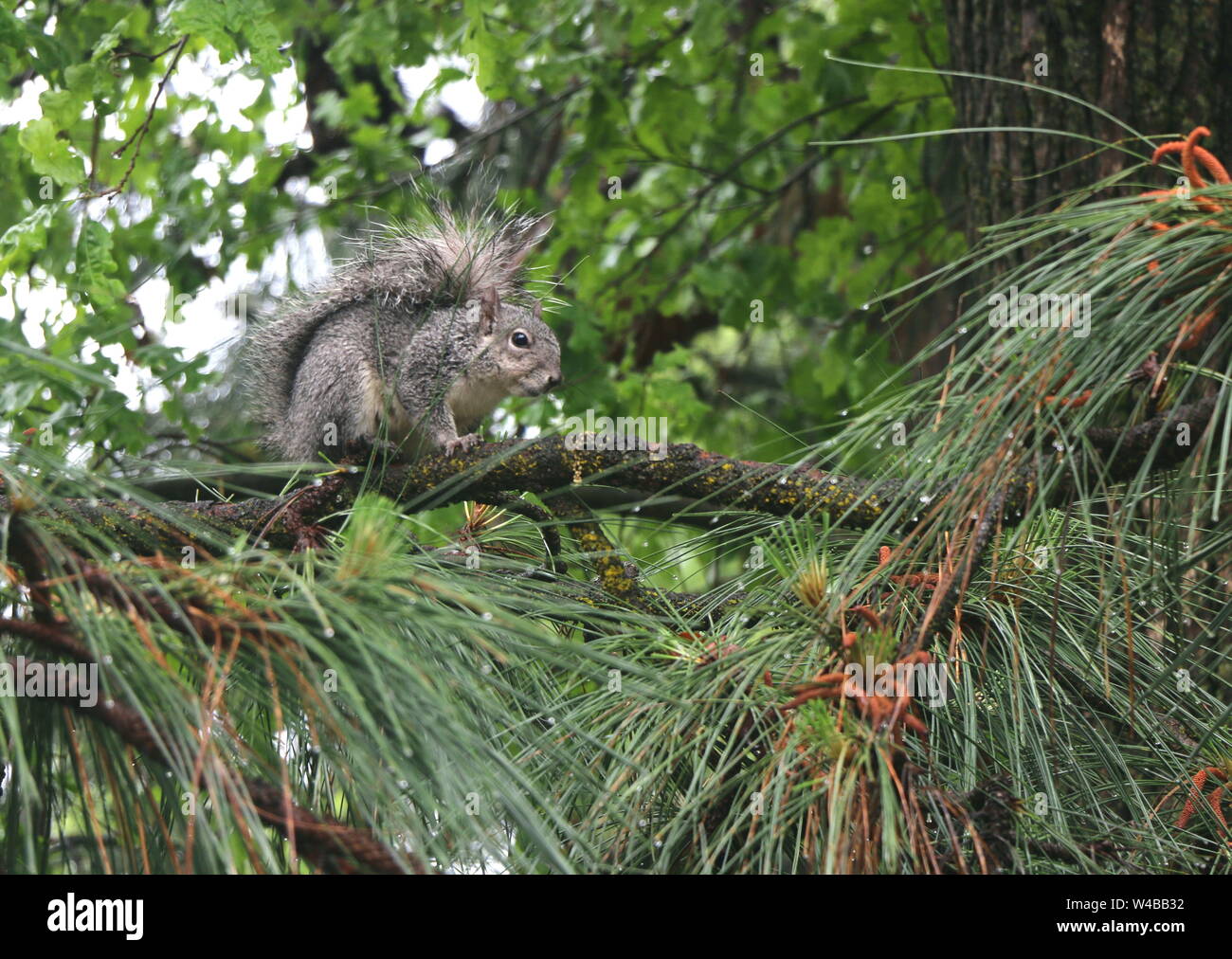 Östlichen Grauen Eichhörnchen thront auf dem Ast einer Kiefer, umrahmt von Tannennadeln. Stockfoto