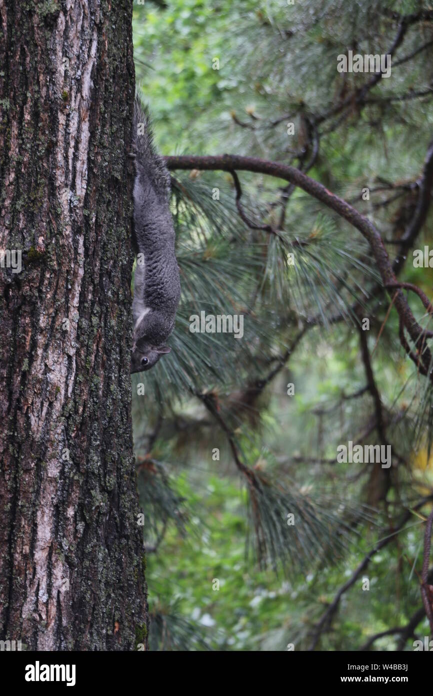 Östlichen Grauen Eichhörnchen klettern sie den Stamm einer Kiefer. Stockfoto