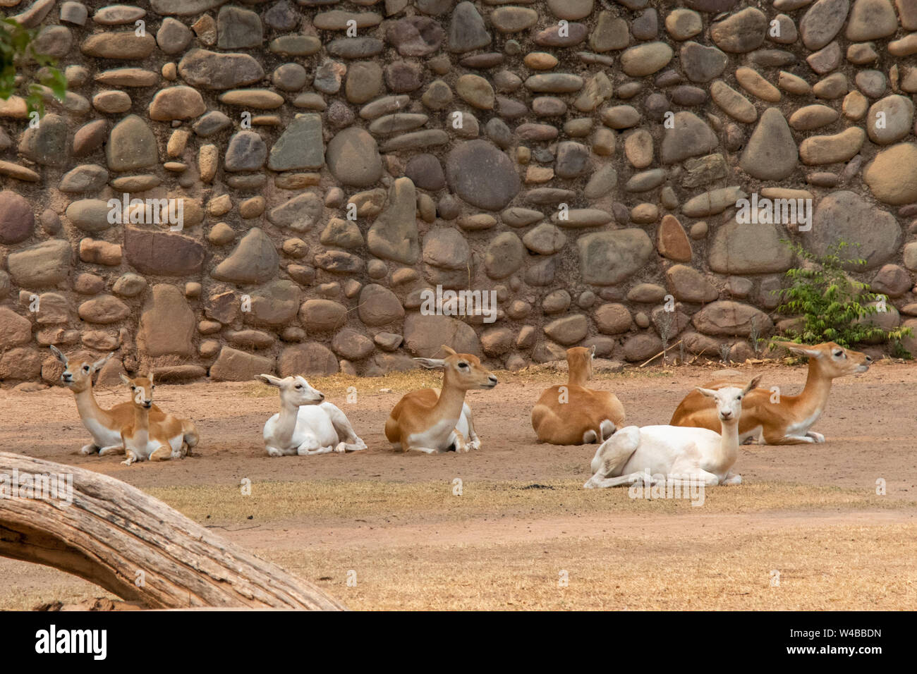 Deer sie im Schatten der Bäume und starren in die Kamera. Stockfoto