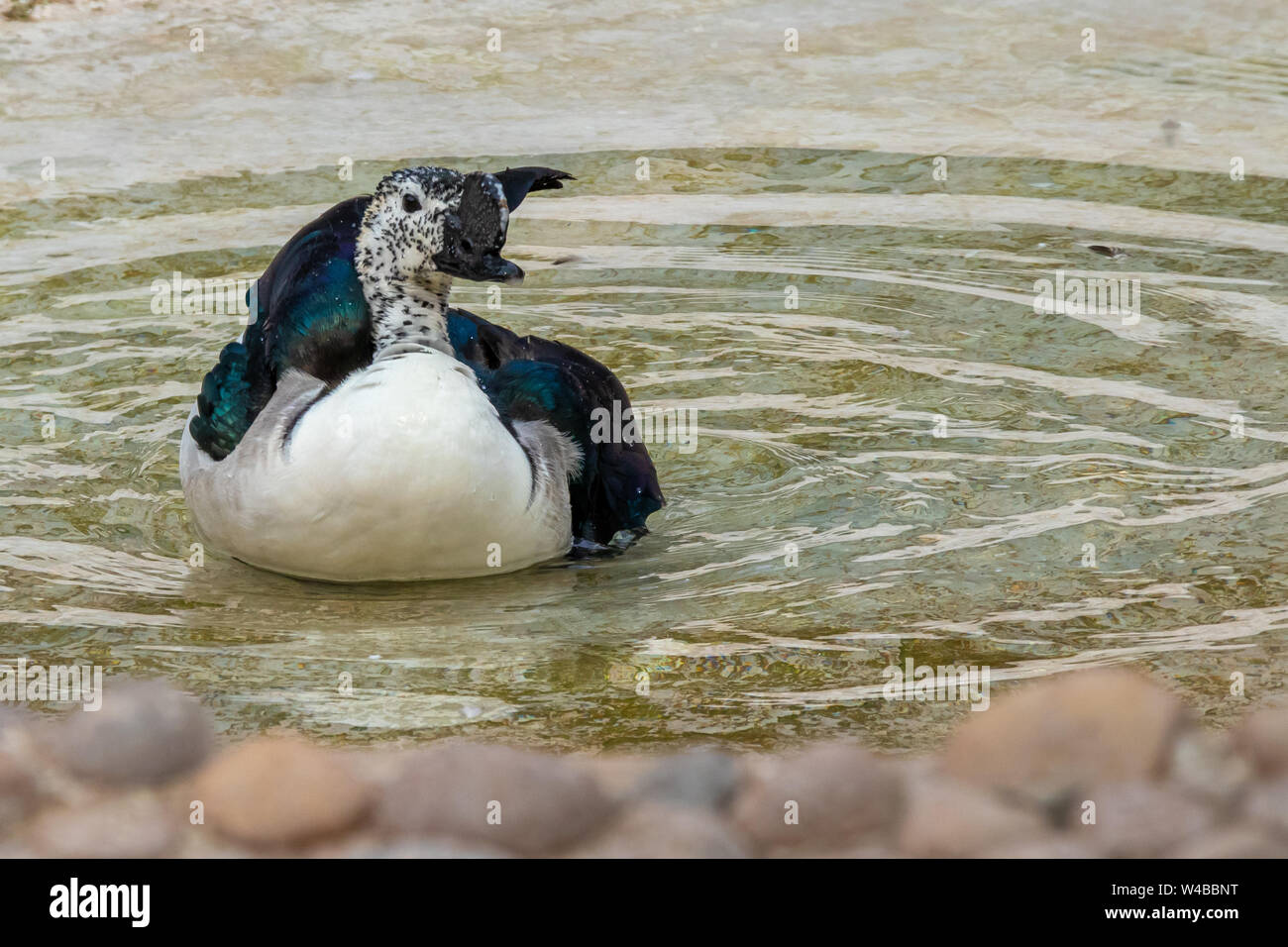 African Kamm oder Knopf-billed duck Schwimmen im Teich. Stockfoto