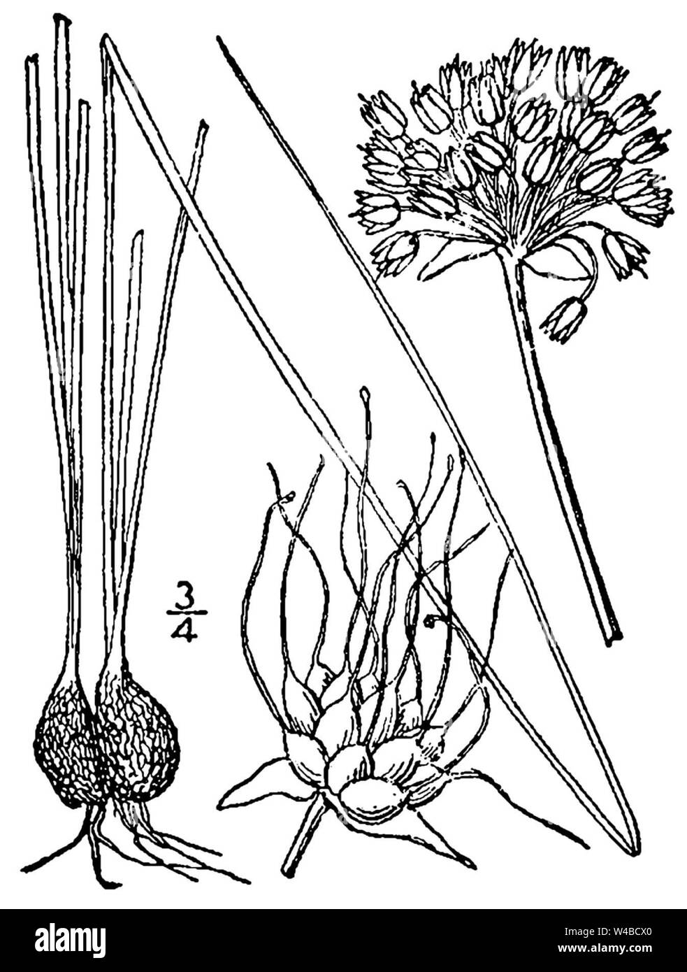 Wiese Knoblauch. Familie Alliaceae. Zeichnung. Stockfoto