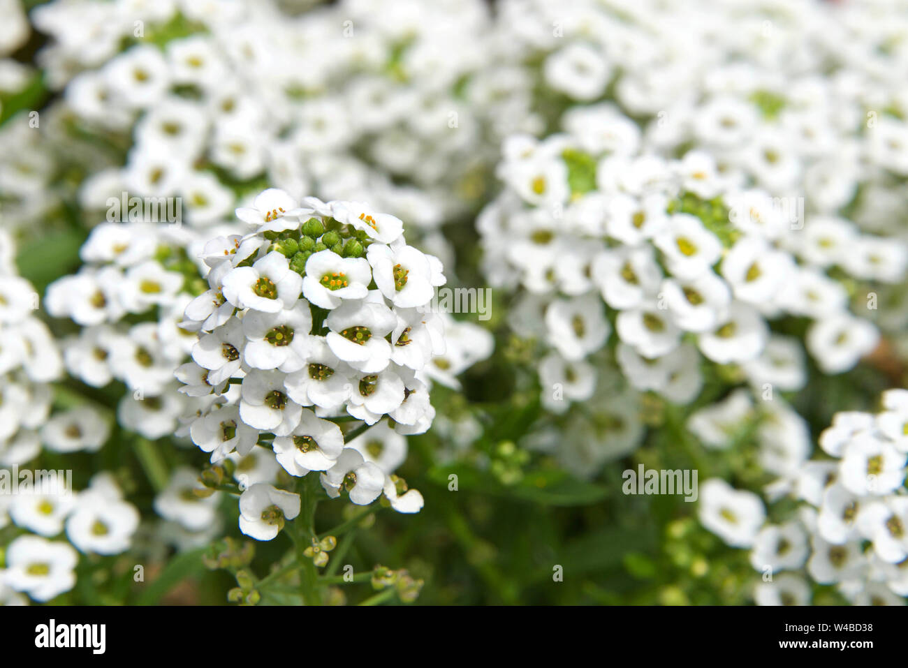 Alyssum Blumen sind charakteristisch für kleine und im Terminal Cluster oft gelb oder weiß gefärbt, kann aber Rosa oder Violett sein gruppiert. Stockfoto