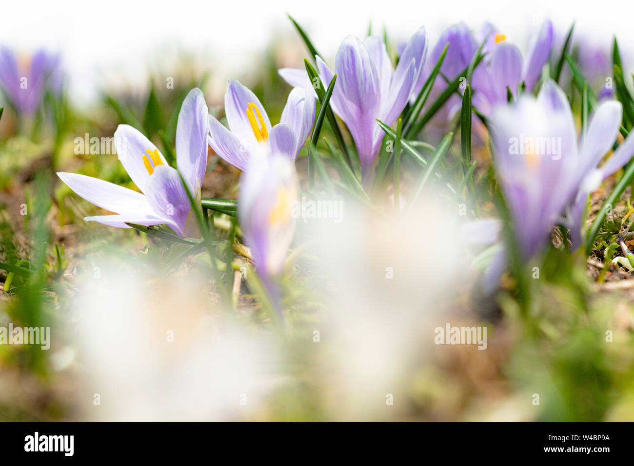 Nahaufnahme der Krokusse blühen, Juf, Avers, Viamala Region, Kanton Graubünden, Schweiz Stockfoto