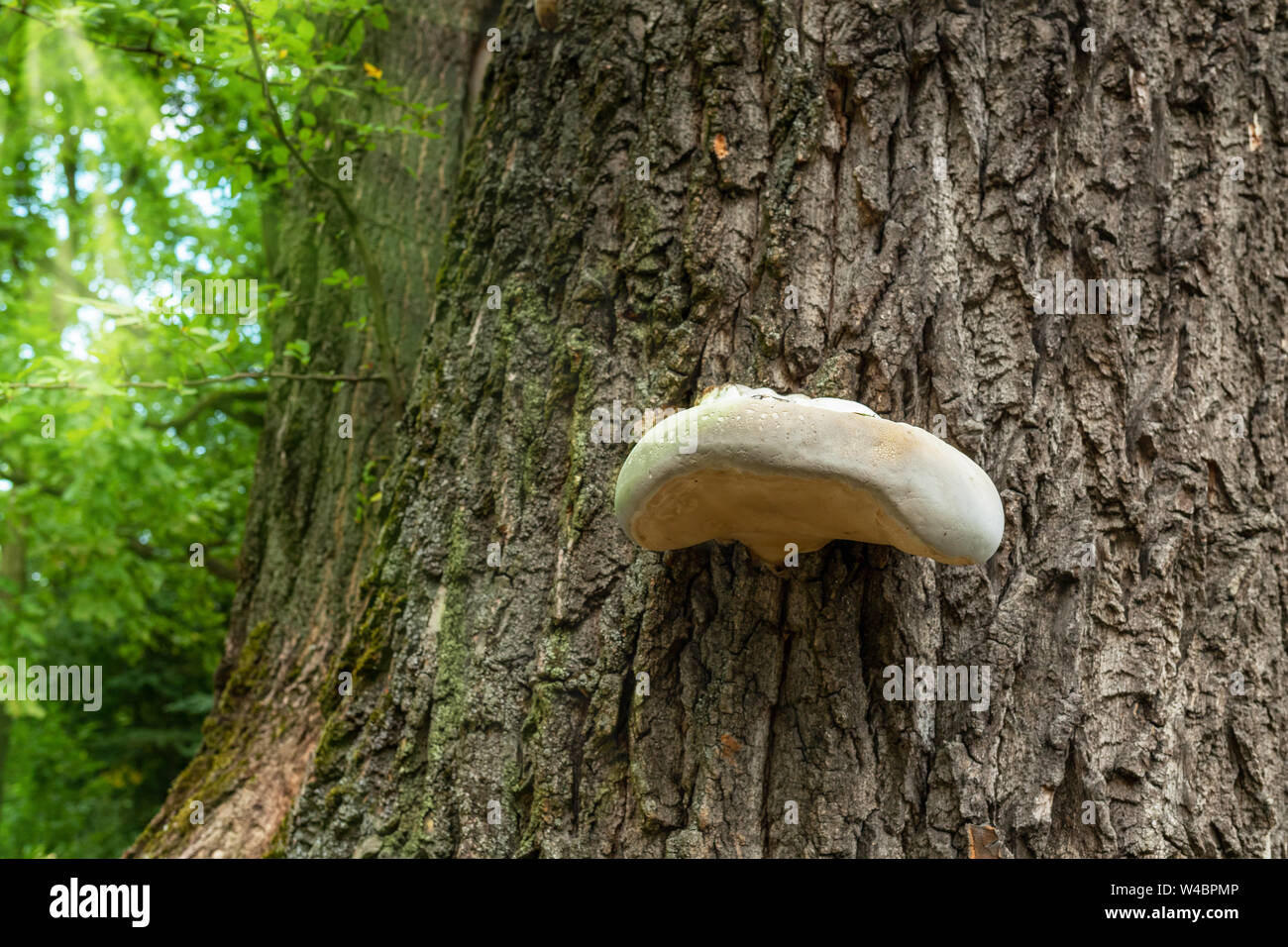 Pilz hub Baum. Ein Stamm einer alten Eiche. Baumrinde Textur. Wanderung durch den Wald. Sommer in Europa. Polen, Masowien Stockfoto