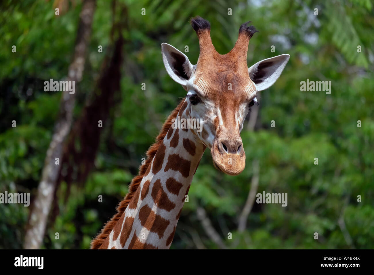 Nahaufnahme der Giraffe Kopf mit grünem Hintergrund Stockfoto