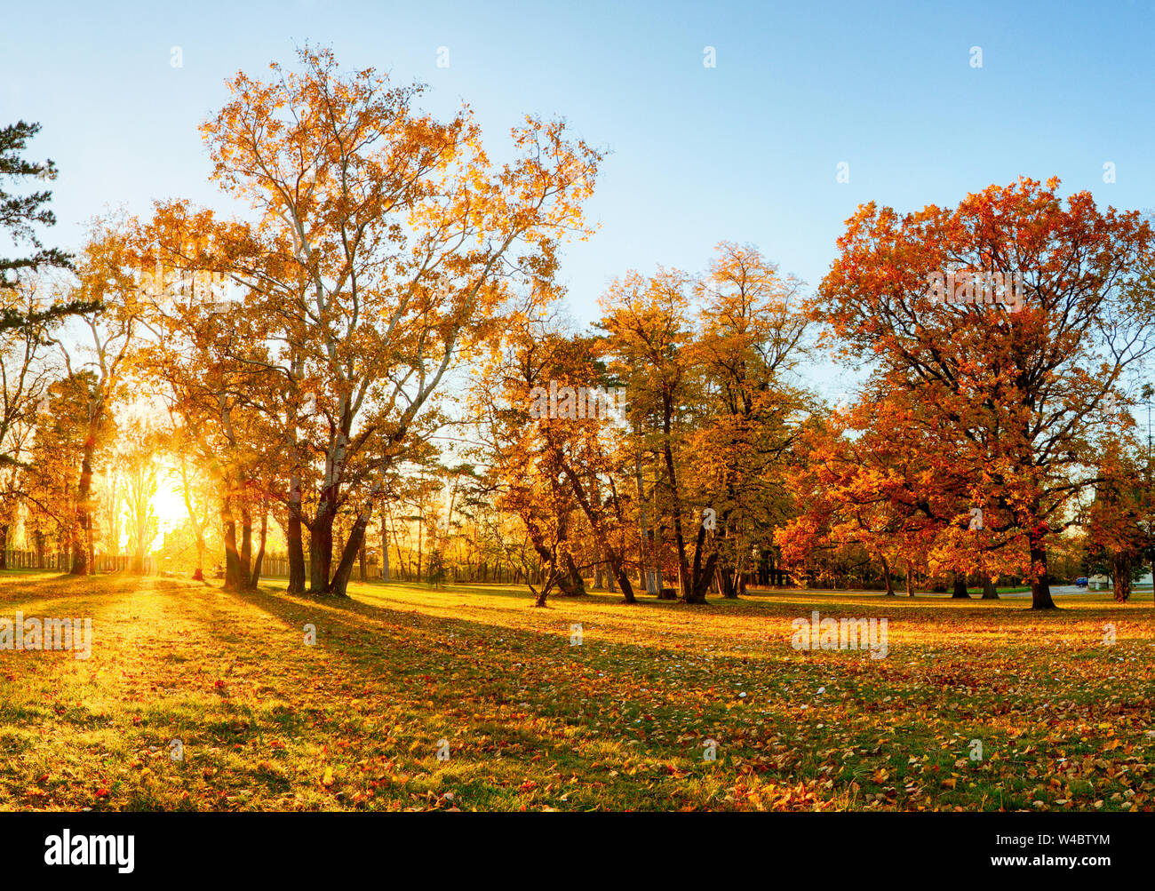 Herbst Wald Panorama Park Stockfoto