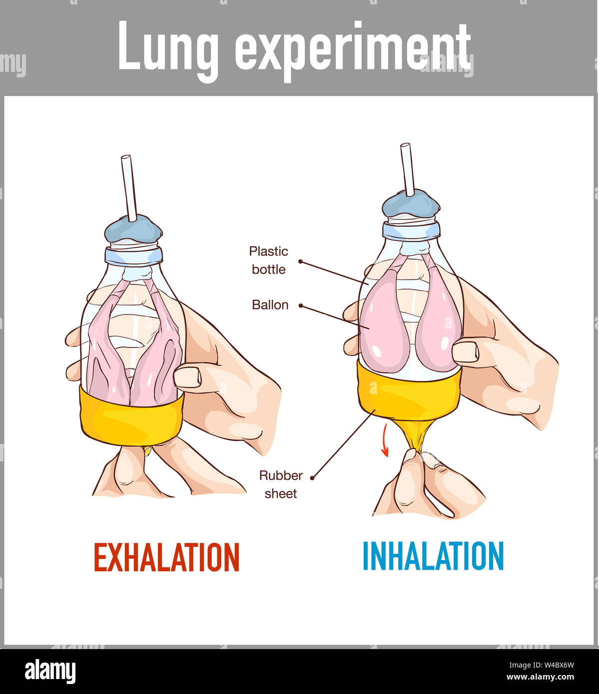 Vector Illustration einer Lunge atmen Modell Stockfoto