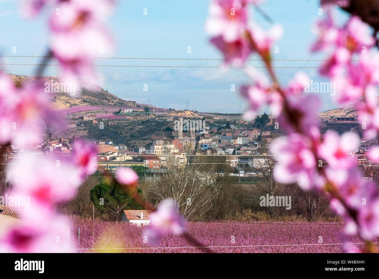 Aitona Landschaft, das Dorf auf dem Hintergrund- und Pfirsichbäume blühen im Vordergrund. Voll mit zarten rosa Blumen bei Sonnenaufgang. Friedliche atmosph Stockfoto