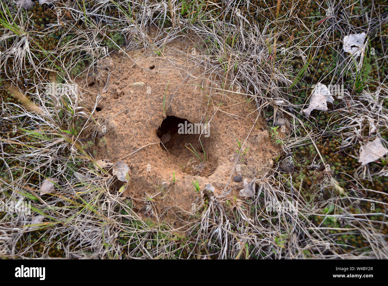 Eingang zur Mole Loch ist ein tiefes schwarzes Loch im Boden Stockfoto