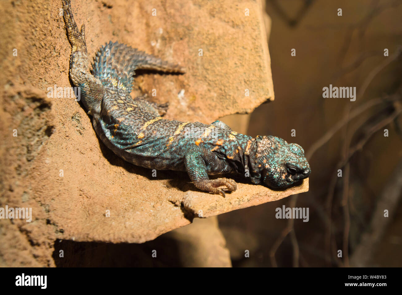 Die reich verzierten Mastigure, Uromastyx ornata, Zoo in Bratislava, Slowakei, 5. Juli 2019. (CTK Photo/Libor Sojka) Stockfoto