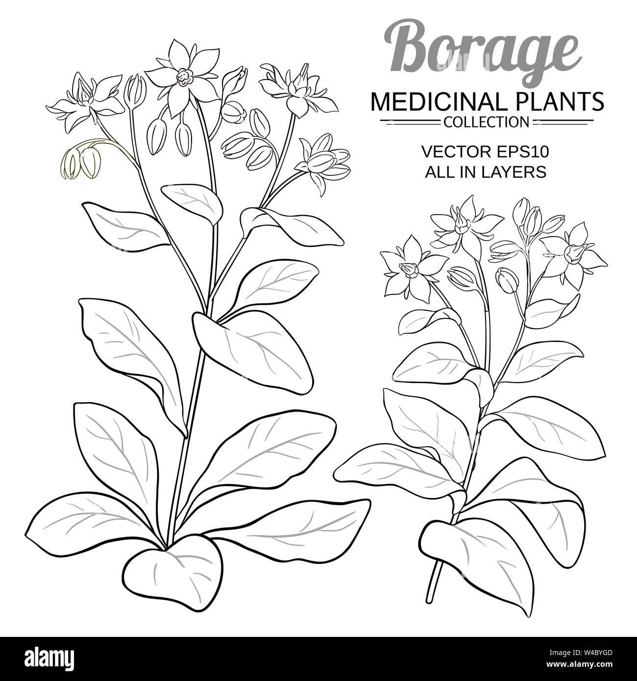 Borretsch Vektor einrichten Stock Vektor