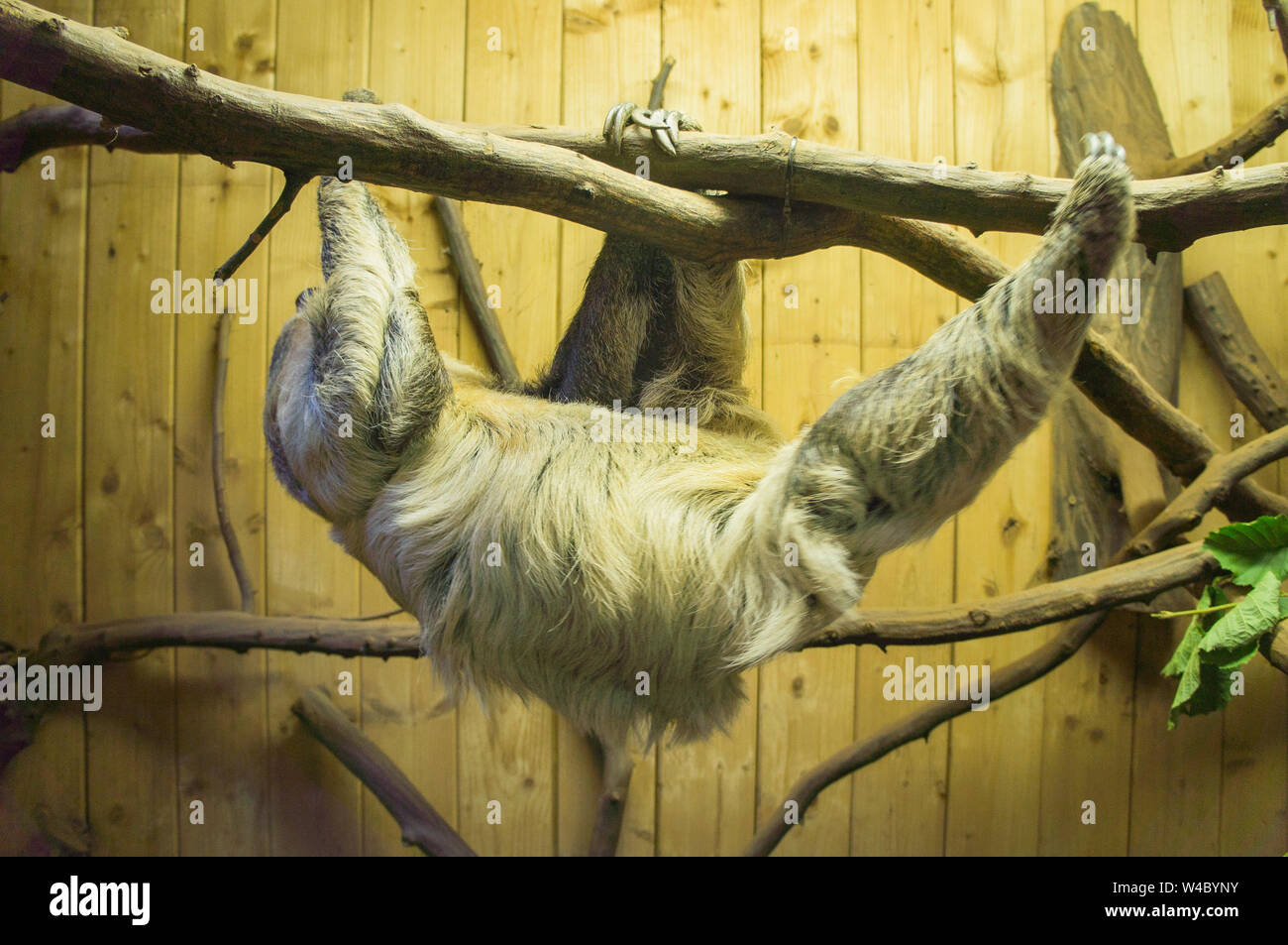 Die Südlichen Zwei-toed Sloth, Choloepus didactylus, Zoo in Bratislava, Slowakei, 5. Juli 2019. (CTK Photo/Libor Sojka) Stockfoto