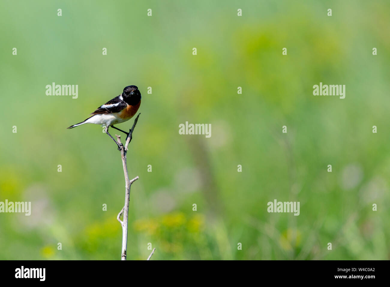 Gemeinsame Schwarzkehlchen Saxicola torquata oder auf Niederlassung im Lebensraum. Stockfoto