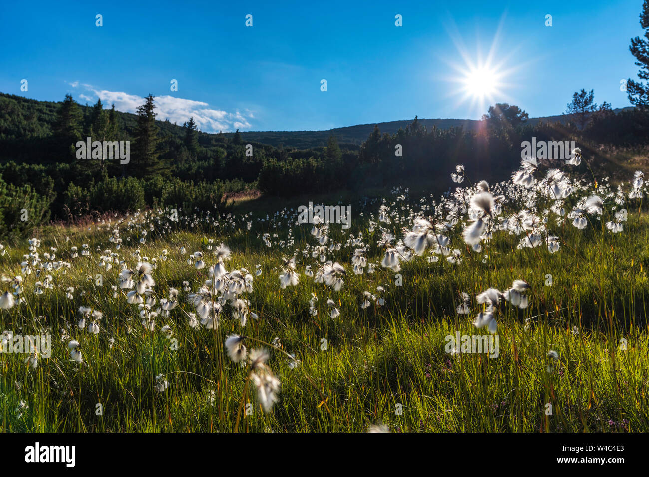 Sanfte Landschaft bei Sonnenuntergang in den Bergen mit blühenden Arktis Baumwolle Gras Stockfoto