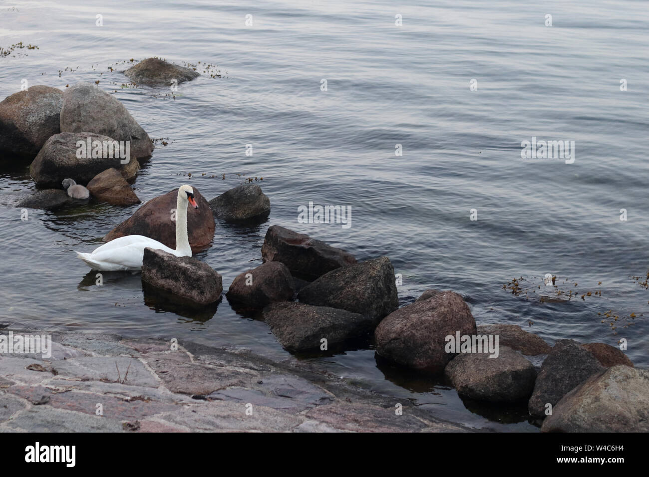 Weißer Schwan schwimmen zwischen den Felsen in der Nähe der Küste in Kopenhagen. Stockfoto