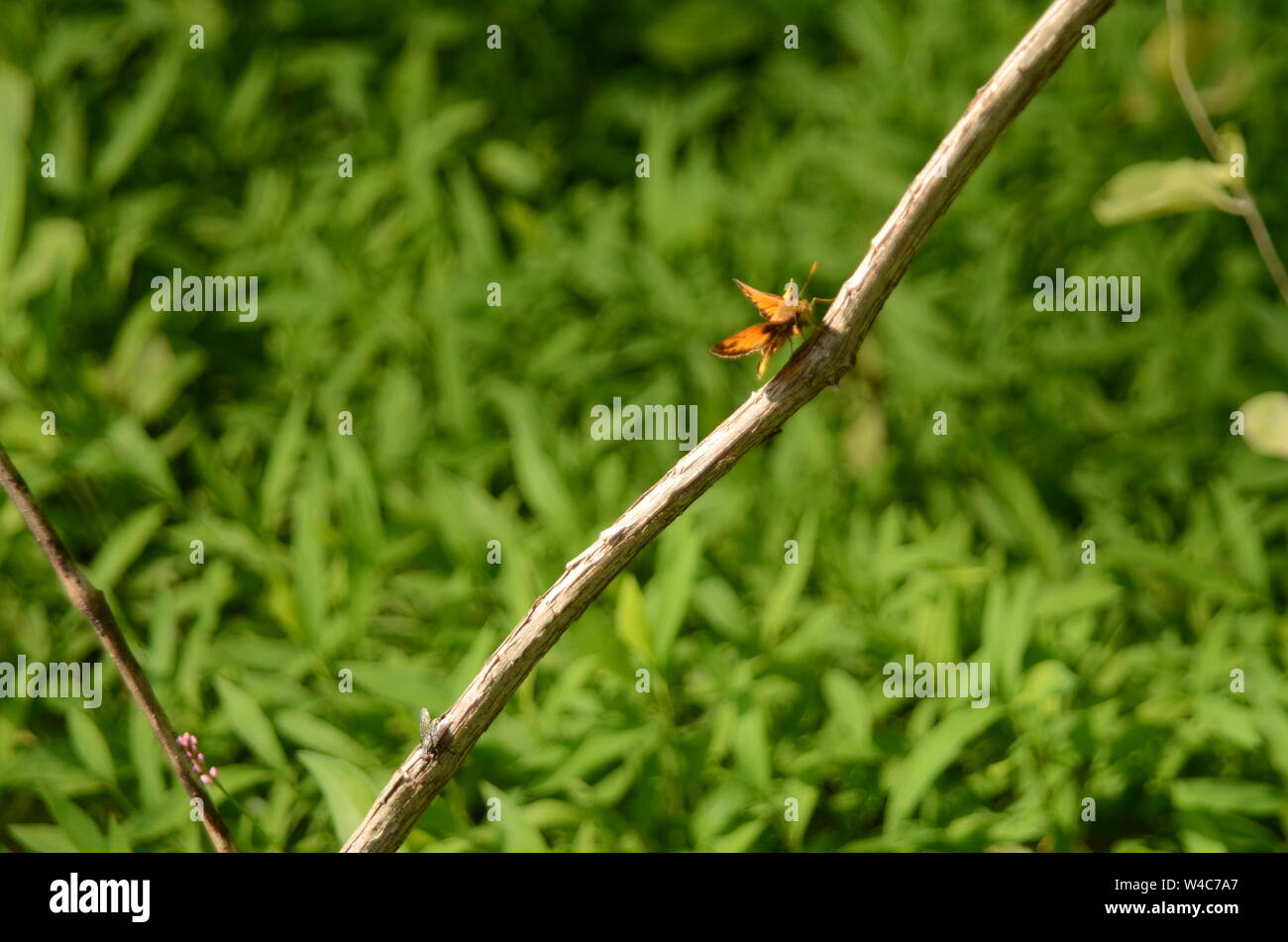 HIGH WIRE ACT ein schöner Schmetterling Tänze entlang der Stamm Zweig von einem Busch. Stockfoto