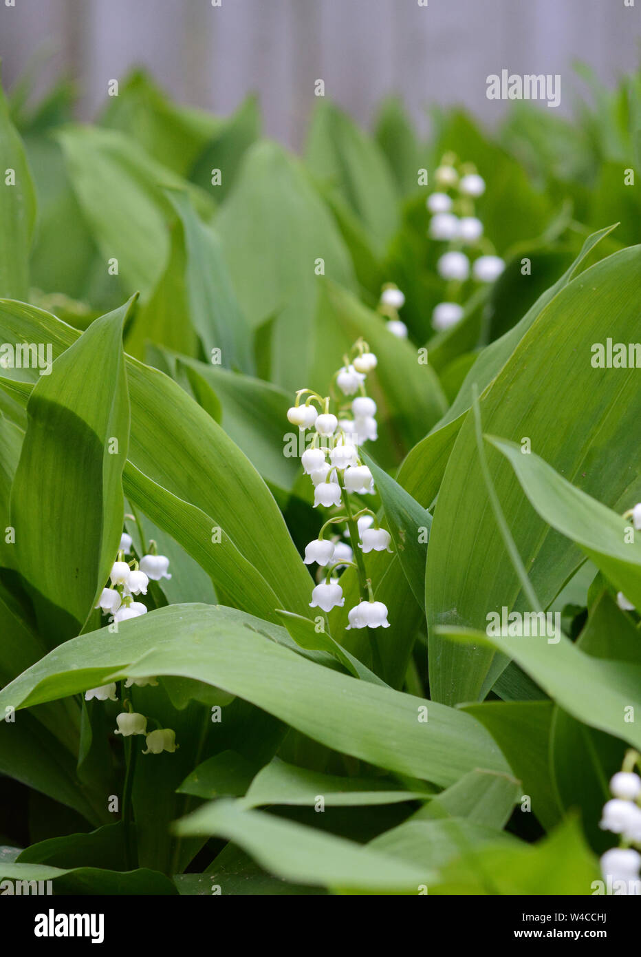Nahaufnahme von Maiglöckchen (auch bekannt als muguet) blühen im Frühling Garten. Sehr aromatisch, leicht in den Schatten zu wachsen. Stockfoto