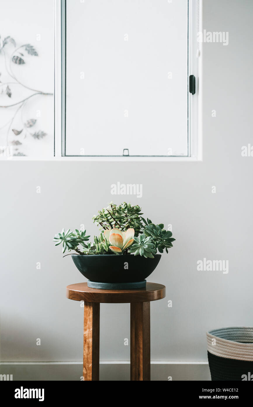 Sukkulenten in schwarzen Topf auf Holz Hocker neben einem sauberen weißen Wand. Stockfoto