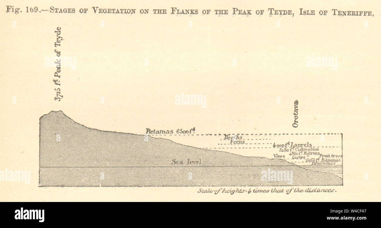 Vegetation von der Höhe auf den Teide, Teneriffa. Kanarischen Inseln. Klein. Abschnitt 1886 Stockfoto