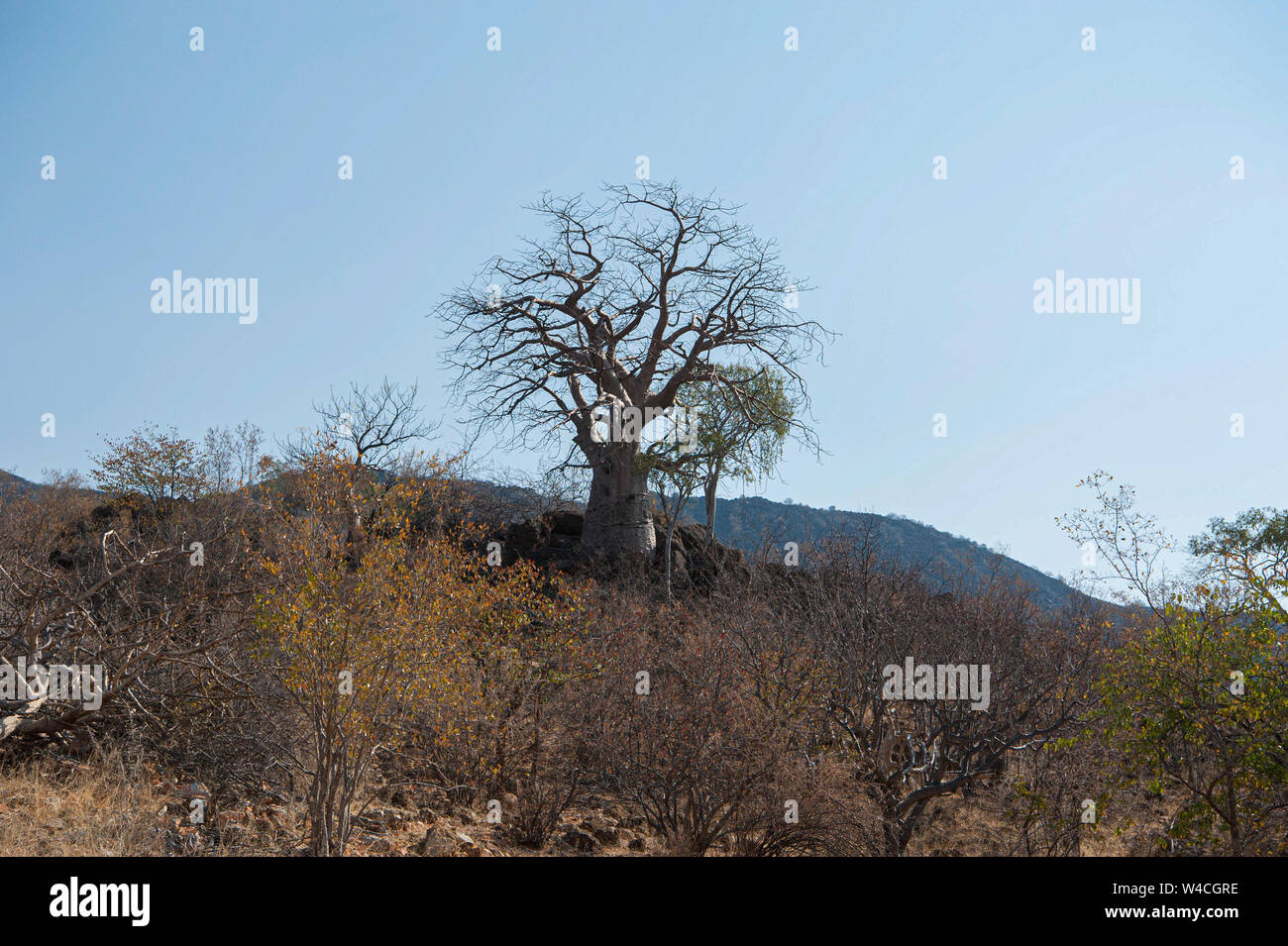 Afrikanische Affenbrotbaum (Adansonia digitata). Am Kunene Fluss (Cunene Flusses), der die Grenze zwischen Angola und Namibia, south-west Afrika fotografiert. Stockfoto