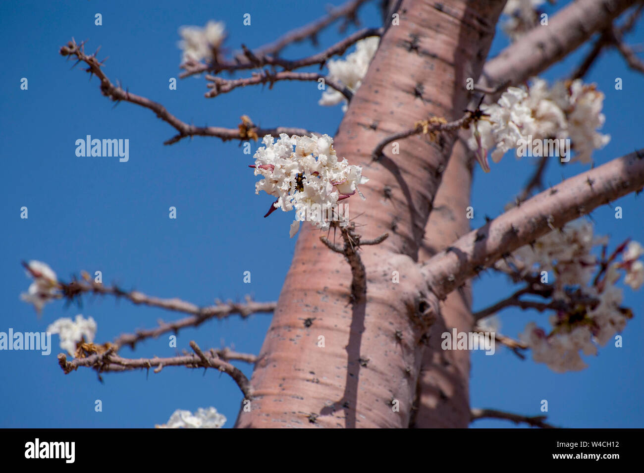 Blühende afrikanische Affenbrotbaum (Adansonia digitata). Am Kunene Fluss (Cunene Flusses), der die Grenze zwischen Angola und Namibia, south-west fotografiert. Stockfoto