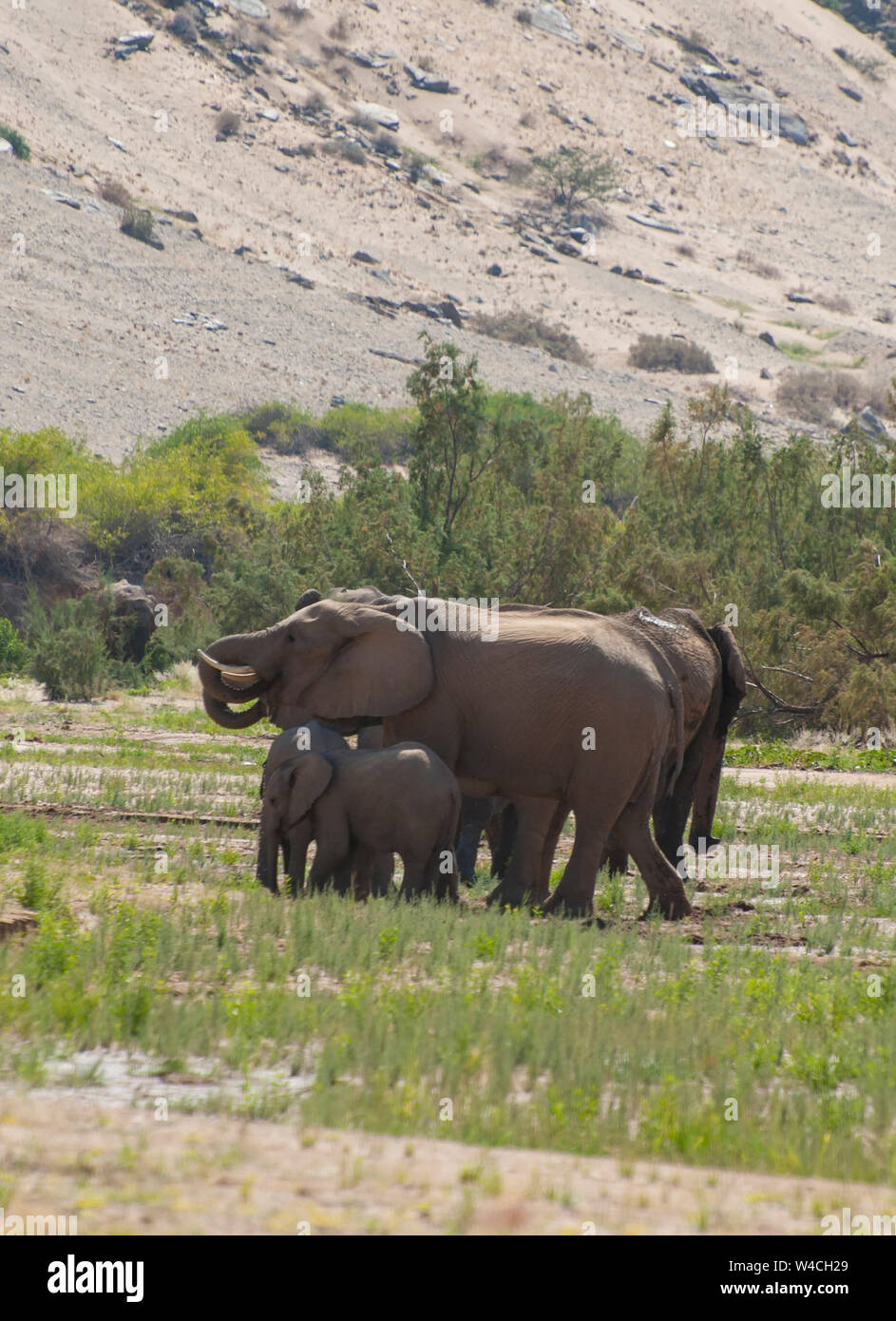 Wüste - angepasst auf die Elefanten. Diese afrikanischen Elefanten (Loxodonta africana) sind an das Leben in der Wüste von Namibia und Angola angepasst. In th fotografiert. Stockfoto