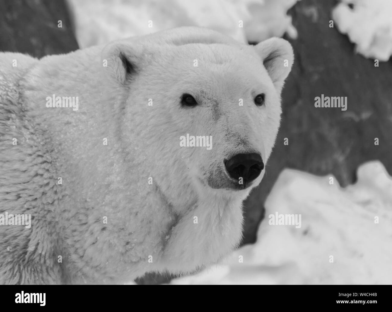 Eisbär (Ursus maritimus) schwarzen und weißen Gesicht Porträt mit Schnee und Fels Hintergrund Stockfoto