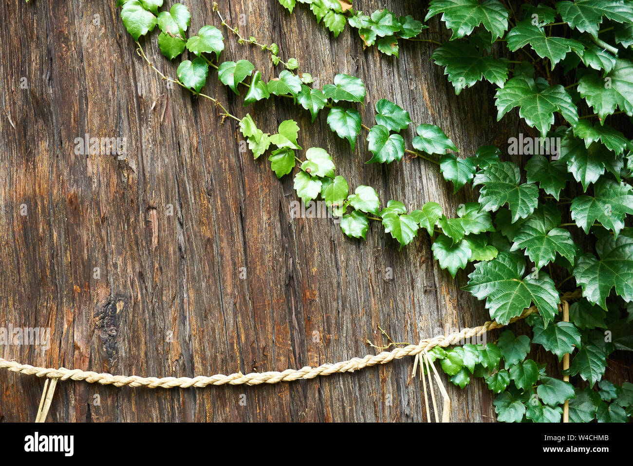 Um den braunen Stamm einer japanischen Zeder wächst eine grüne grüne grüne grüne grüne grüne Rebe (Cryptomeria japonica). Stockfoto
