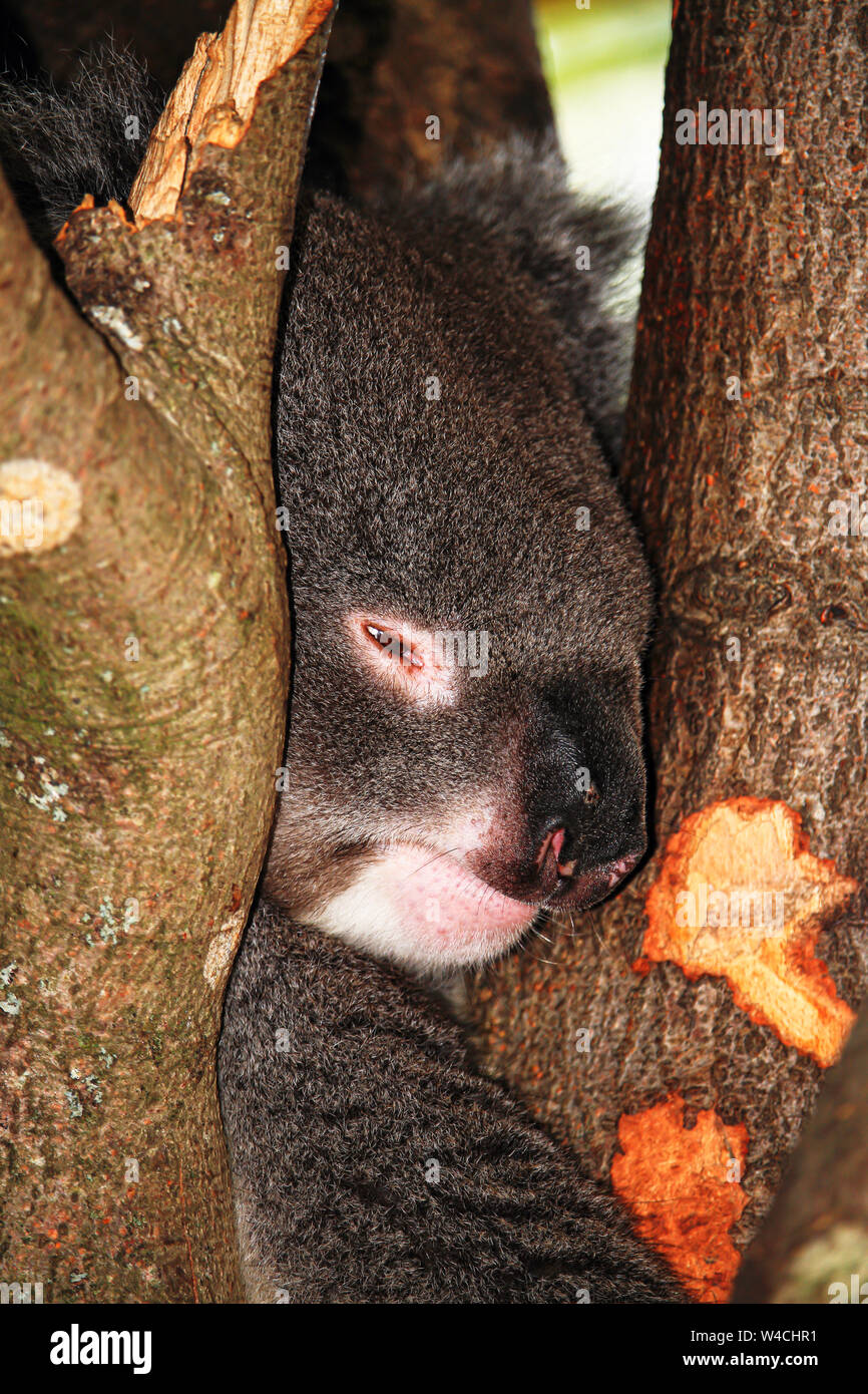Ein schlafender Koala in Longleat Safari Park. Die einzige Koala's in Großbritannien. Stockfoto