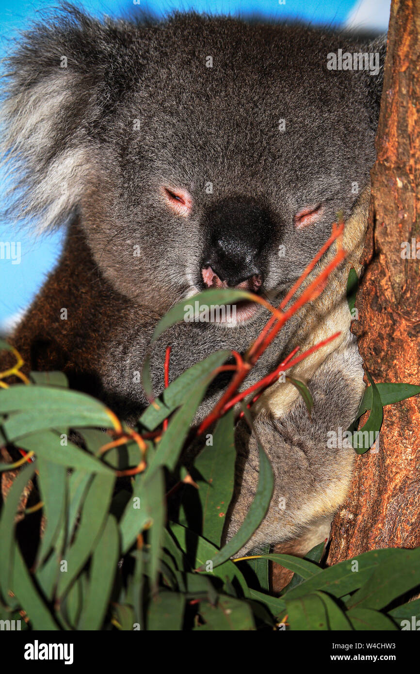 Ein schlafender Koala in Longleat Safari Park Stockfoto