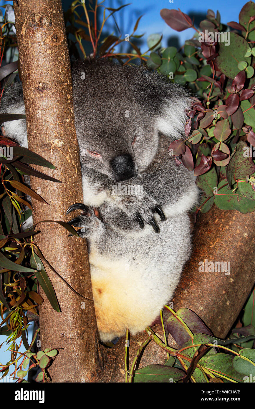 Ein schlafender Koala in Longleat Safari Park Stockfoto