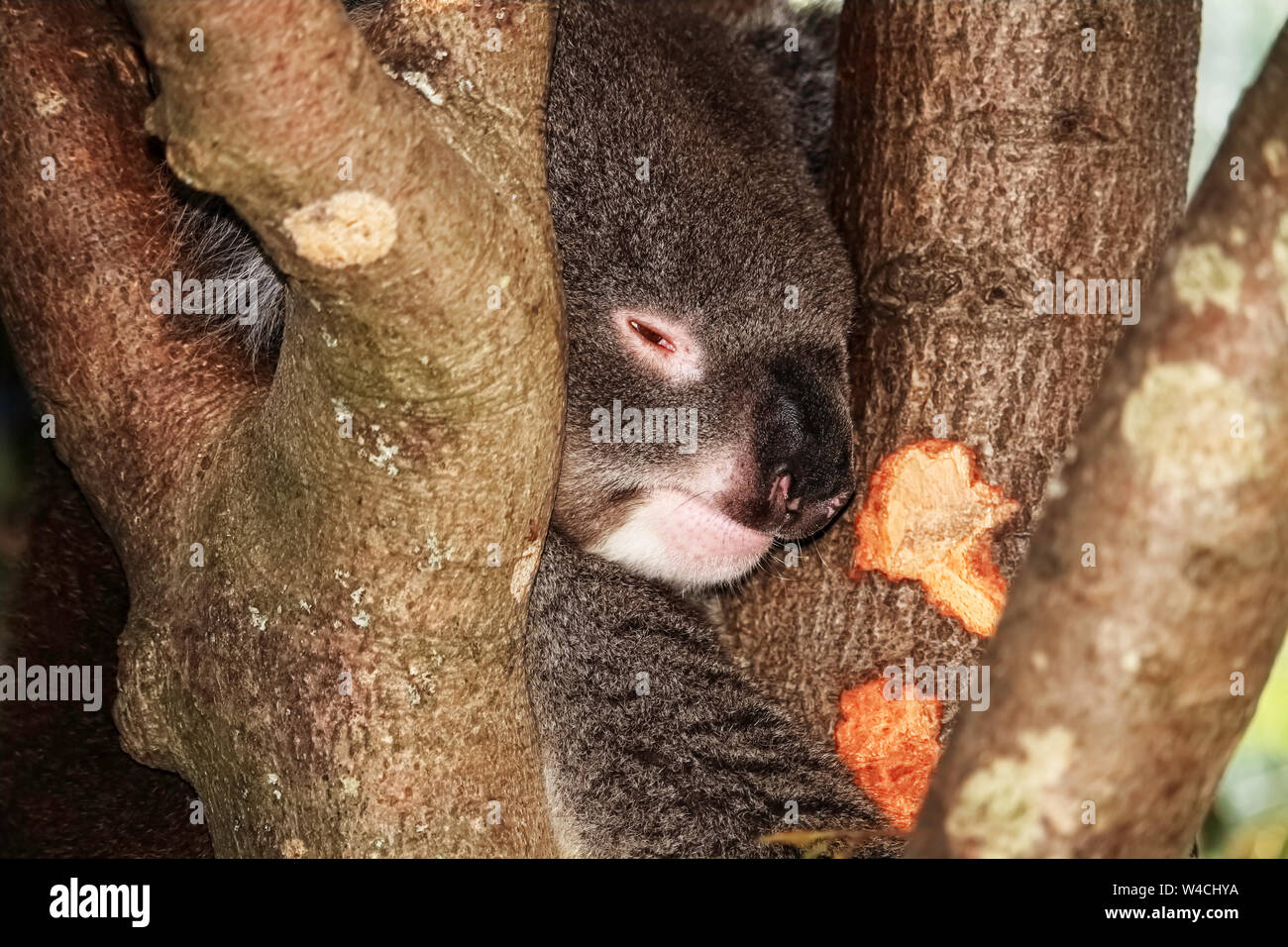 Ein schlafender Koala in Longleat Safari Park Stockfoto