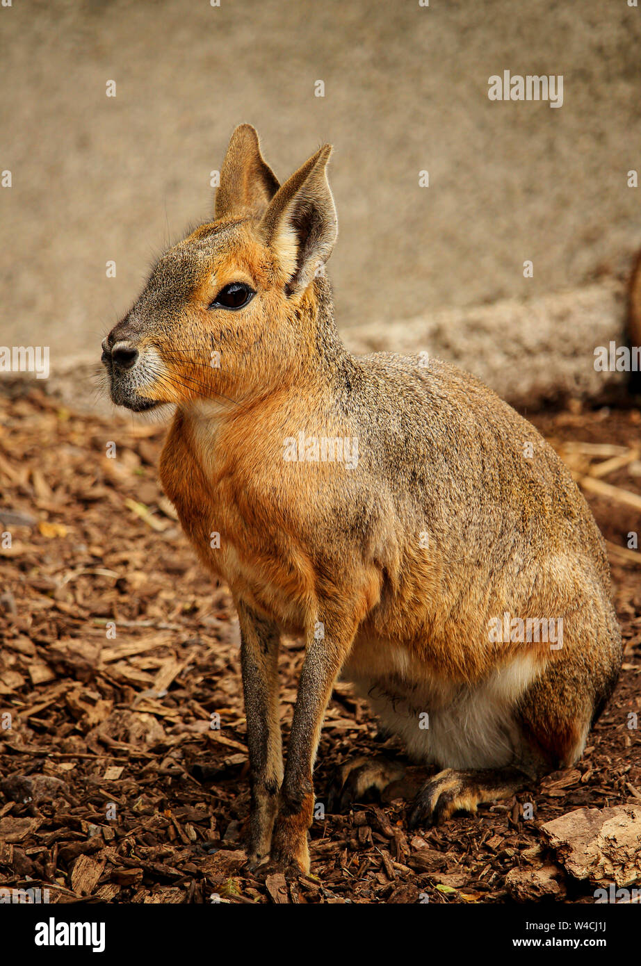 Patagonian Mara in Longleat Safari Park, UK. Diese Pflanzenfresser, etwas Kaninchen - wie Tier in offenen und semiopen Lebensräume in Argentinien, includi gefunden wird Stockfoto