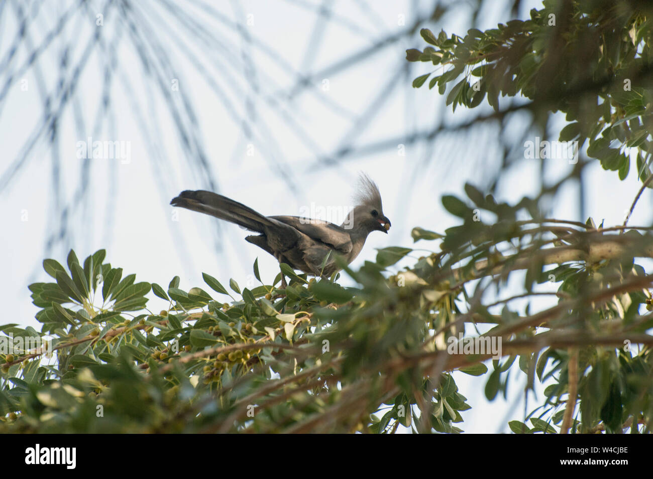 Grau Lourie (Corythaixoides concolor). Auch die grau-Vogel, dieser Vogel frisst vorwiegend von Früchten, Blüten und Knospen. Es ist eine gut angepasste t Stockfoto