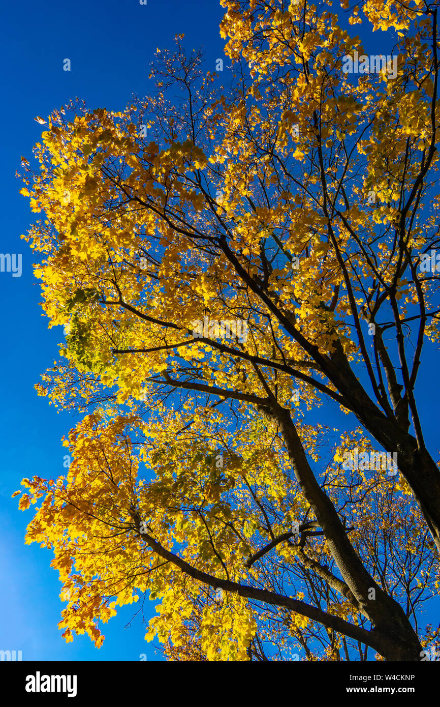 Baum mit bunten gelbe Blätter gegen einen klaren blauen Himmel im Herbst Stockfoto