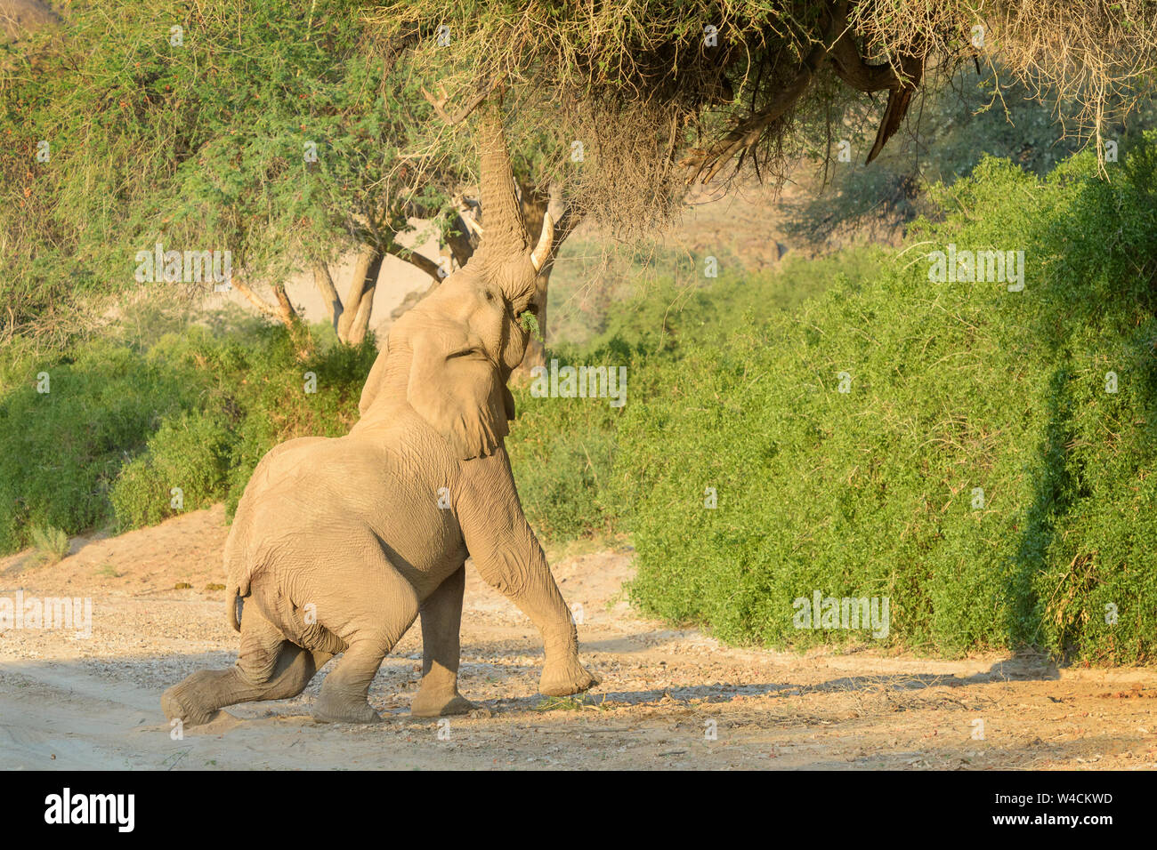 Afrikanischer Elefant, Wüste - angepasst Elefant (Loxodonta africana) Stretching und essen Blätter und Zweige der Akazie, Hoanib Wüste, Kaokoland, Namibi Stockfoto