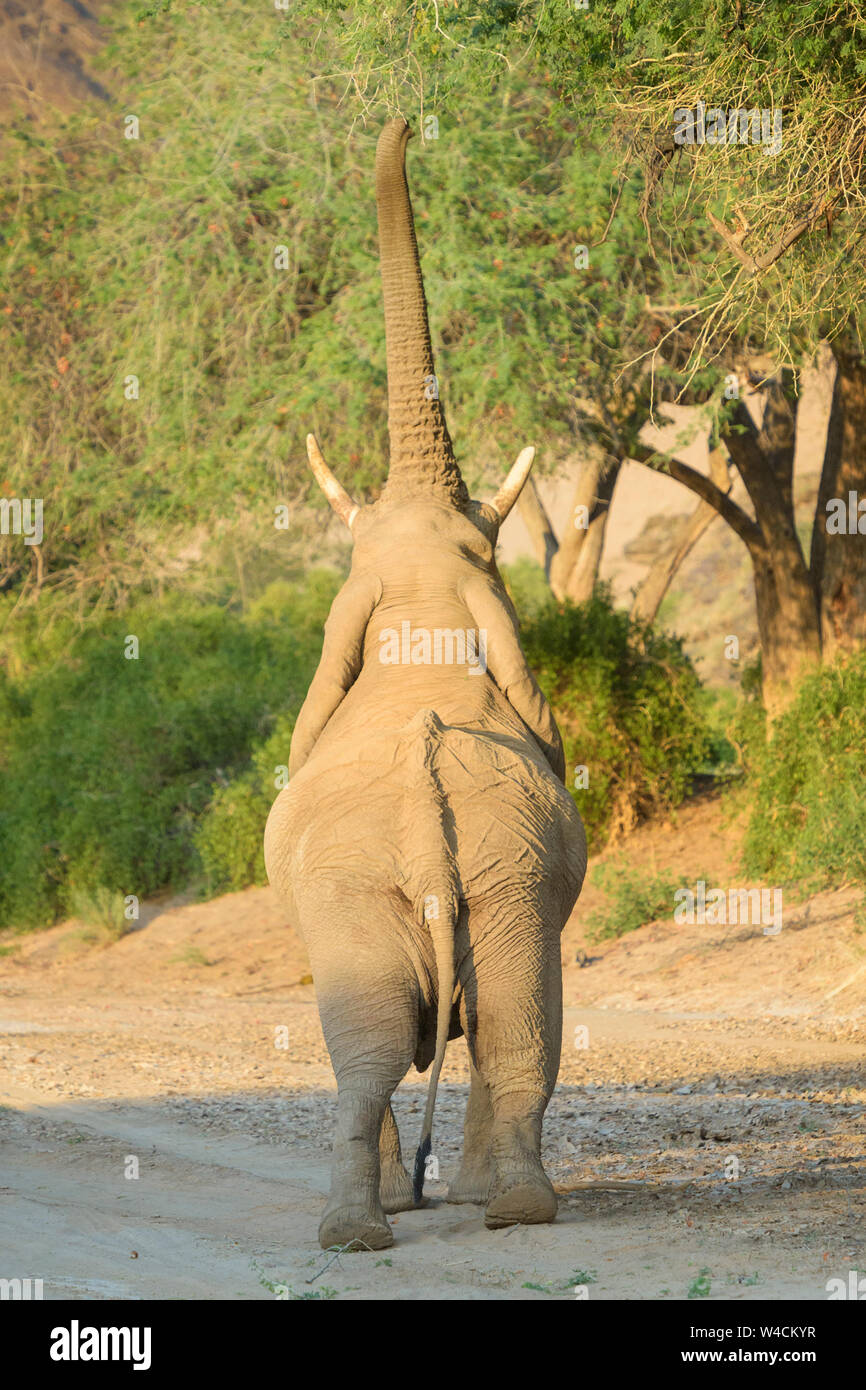 Afrikanischer Elefant, Wüste - angepasst Elefant (Loxodonta africana) essen Blätter und Zweige der Akazie, von hinten gesehen, Hoanib Wüste, Kaokoland, Nam Stockfoto