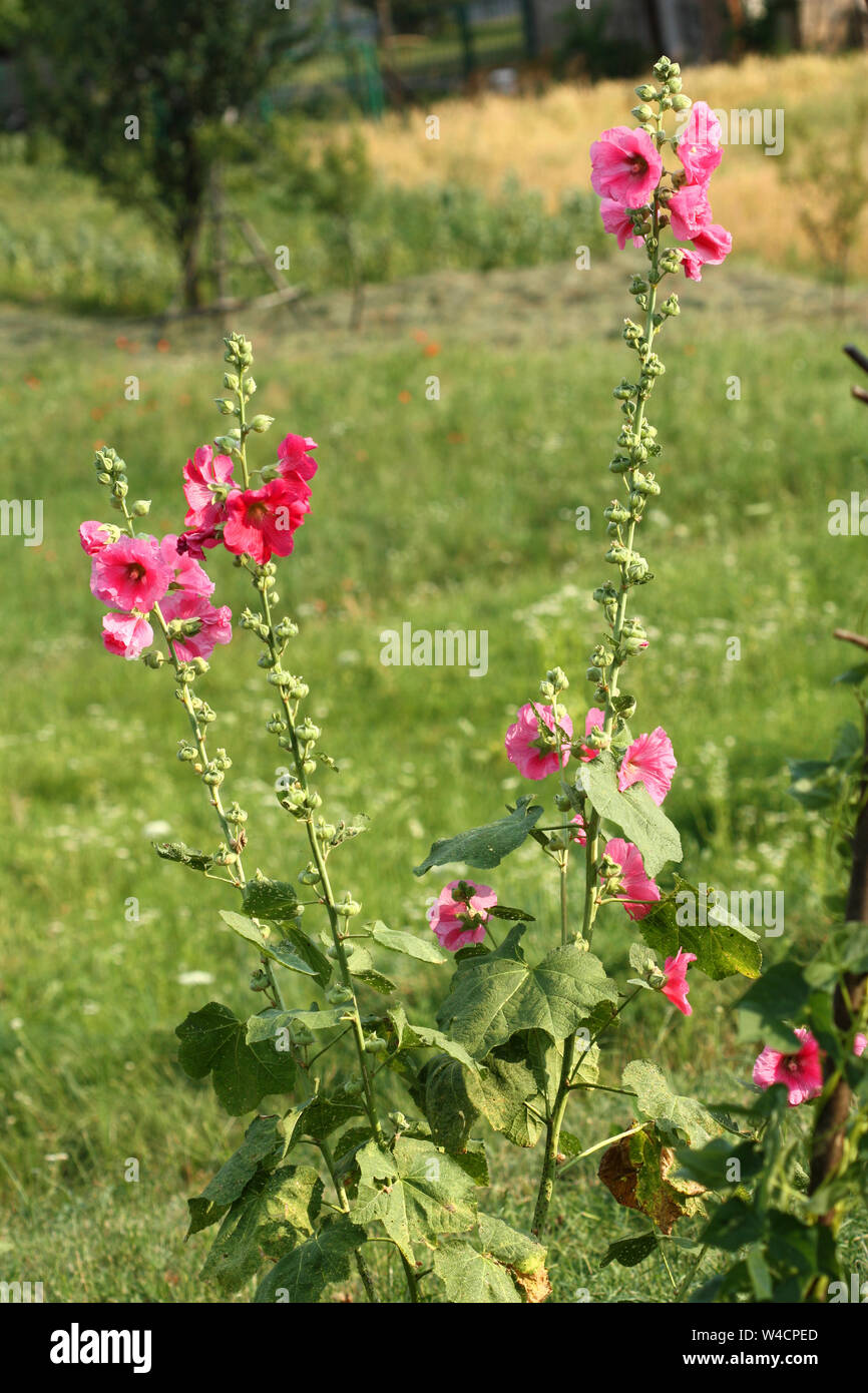 Rosa Stockrosen (Althaea rosea) Blumen blühen im Garten Stockfoto