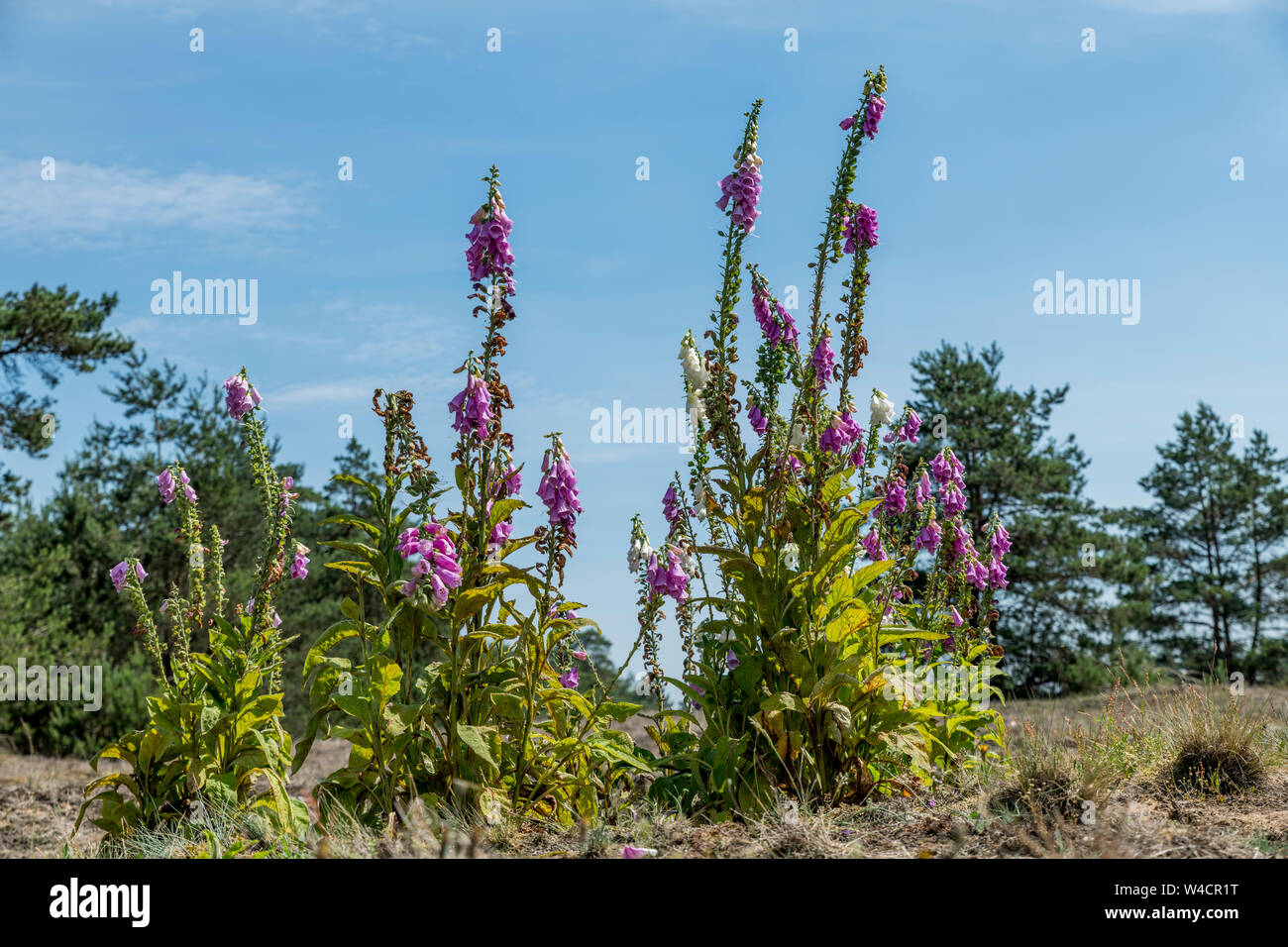Digitalis Blumen auf der Heizung wilde Land auf der Veluwe Nationalpark in den Niederlanden Stockfoto