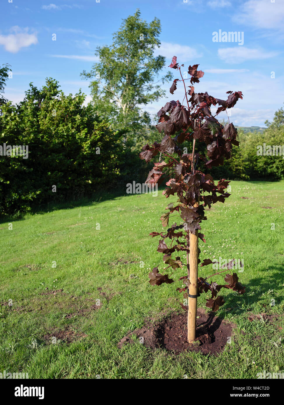 Acer negundo Drummondii Crimson King, neu auf einem Windgepeitschten amateur Garten gepflanzt bei 900 ft in Nidderdale. N Yorks 20/07/19. Stockfoto