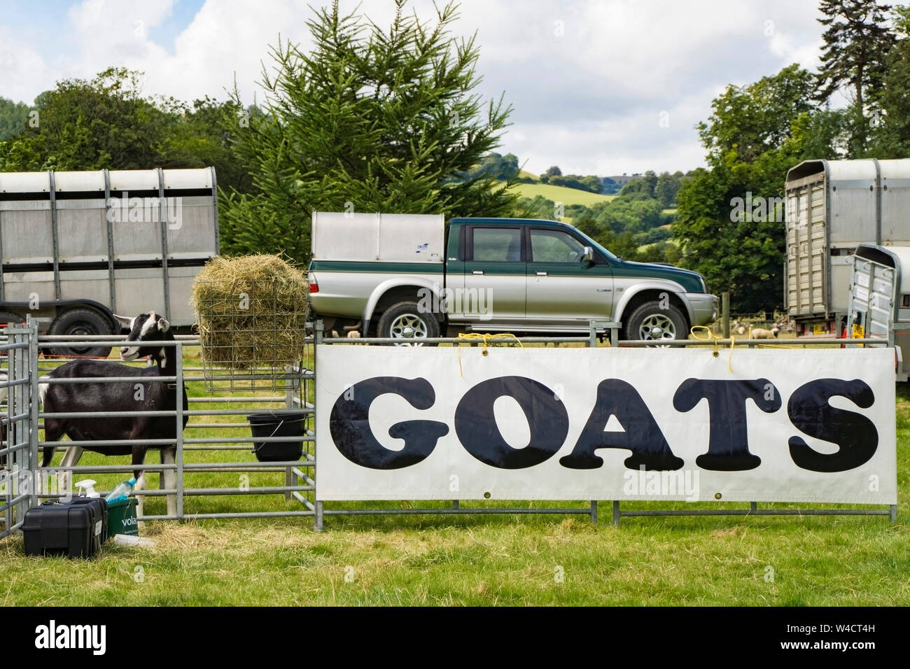 Ziege (Capra aegagrus hircus) neben großen Zeichen an Llanfyllin Dorf zeigen, Wales Stockfoto