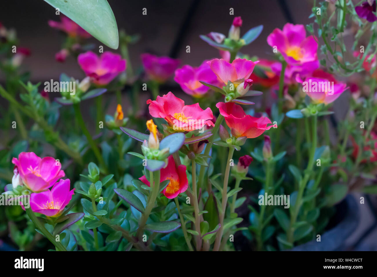 Sun plant (portulak). Nahaufnahme von rosa und orange Blumen. in einem Garten. In Israel im Juli fotografiert. Stockfoto